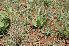 Ledebouria inquinata