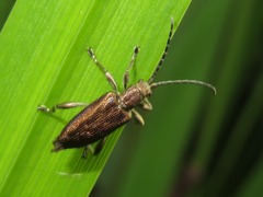 Donacia marginata