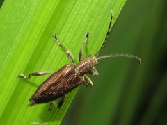 Donacia marginata