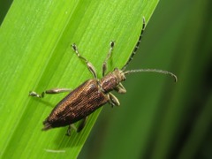 Donacia marginata