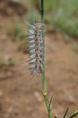 Lepidoptera