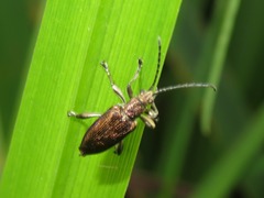 Donacia marginata