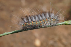 Lepidoptera