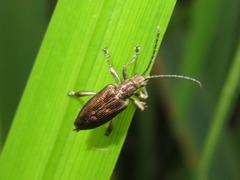Donacia marginata