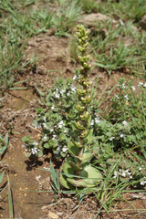 Crassula capitella nodulosa
