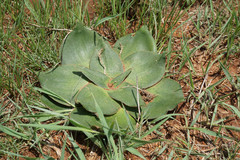 Ledebouria ovatifolia
