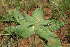 Ledebouria ovatifolia