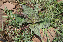 Ledebouria ovatifolia