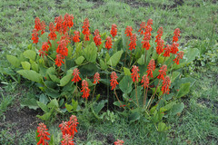 Erythrina zeyheri