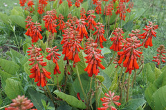Erythrina zeyheri