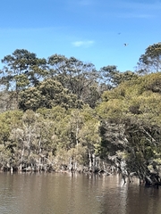 Nycticorax caledonicus