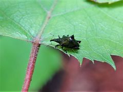 Scolopterus penicillatus
