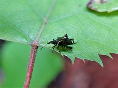 Scolopterus penicillatus