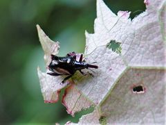 Scolopterus penicillatus