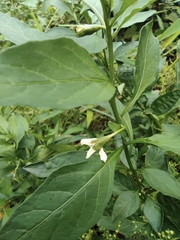 Solanum pseudocapsicum