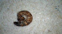 Annulipalpia