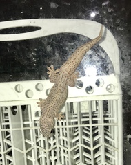 Gehyra purpurascens