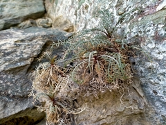 Lepidium sisymbrioides