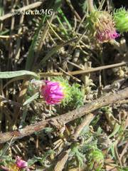 Xanthisma gymnocephalum