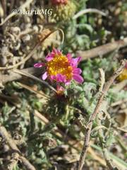 Xanthisma gymnocephalum