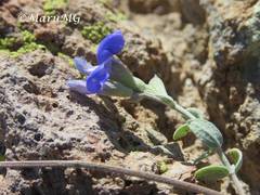 Salvia chamaedryoides