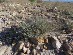 Salvia chamaedryoides