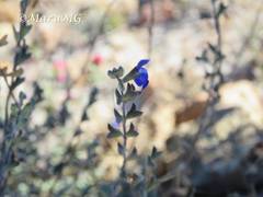 Salvia chamaedryoides