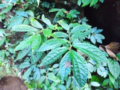 Elatostema