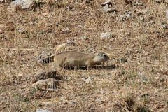 Spermophilus xanthoprymnus