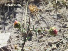 Xanthisma gymnocephalum