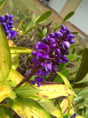 Dichorisandra thyrsiflora