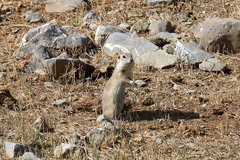 Spermophilus xanthoprymnus