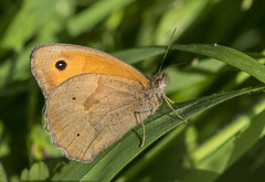 Maniola jurtina
