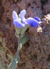 Salvia chamaedryoides