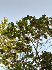 Magnolia compressa