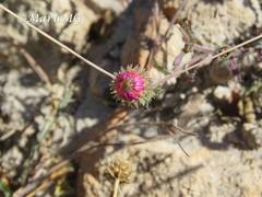 Xanthisma gymnocephalum