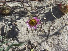 Xanthisma gymnocephalum