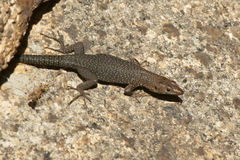 Archaeolacerta bedriagae paessleri