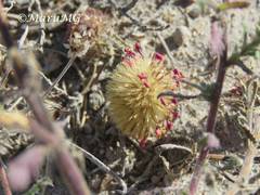 Xanthisma gymnocephalum