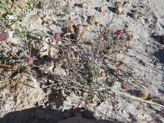 Xanthisma gymnocephalum