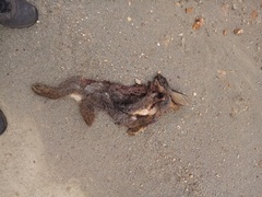 Bunolagus monticularis