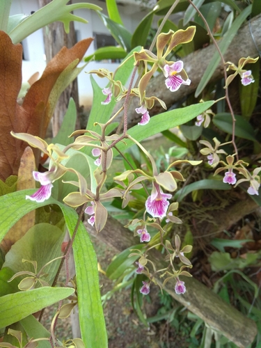 Encyclia replicata, photograph 1