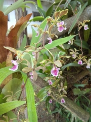 Encyclia replicata, photograph (c) Eva Li, some rights reserved (CC BY)