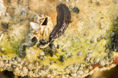 Kaburakia excelsa