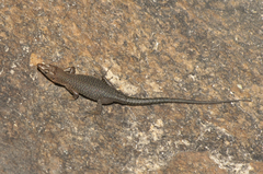 Archaeolacerta bedriagae paessleri