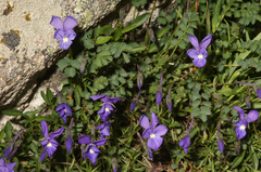 Viola corsica