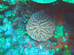 Mycetophyllia ferox