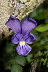Viola corsica