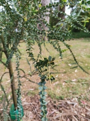 Acacia cultriformis