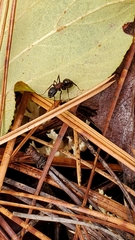 Camponotus novaeboracensis